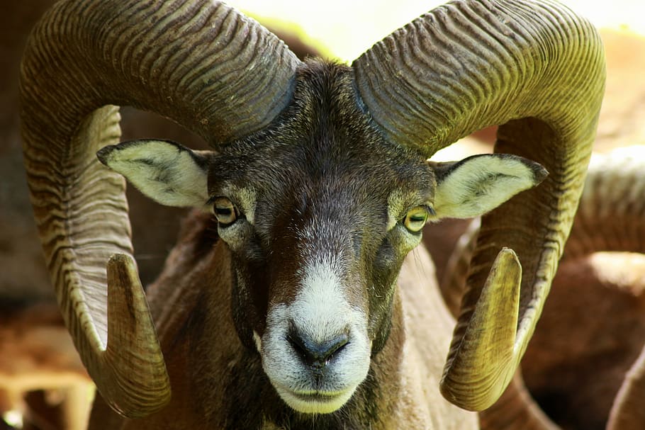 shallow focus photography of brown and black animal, Mouflon, HD wallpaper