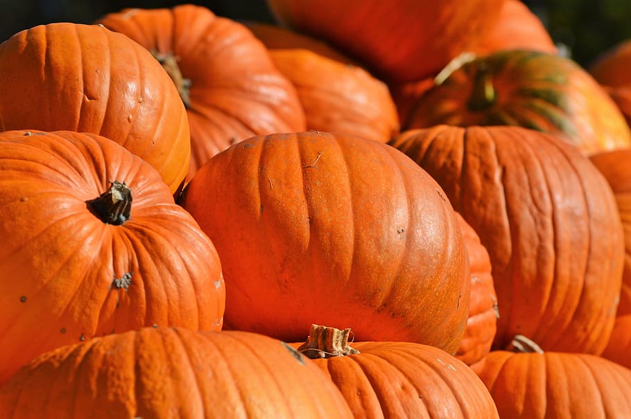 close-up photography of orange pumpkins, fruit, autumn, cucurbita maxima HD wallpaper