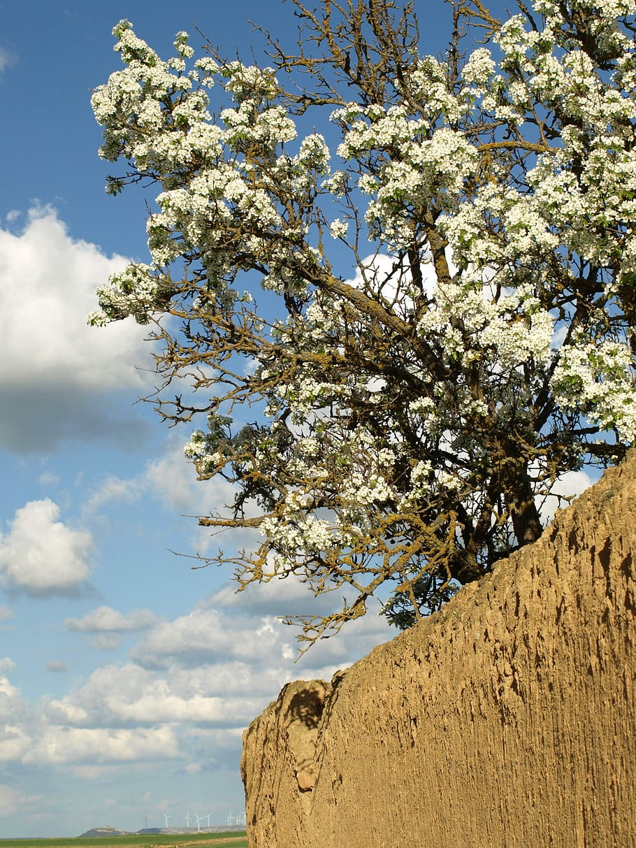 Spring, Mud, Flower, Rustic, Plants, patio, tree, nature, branch HD wallpaper
