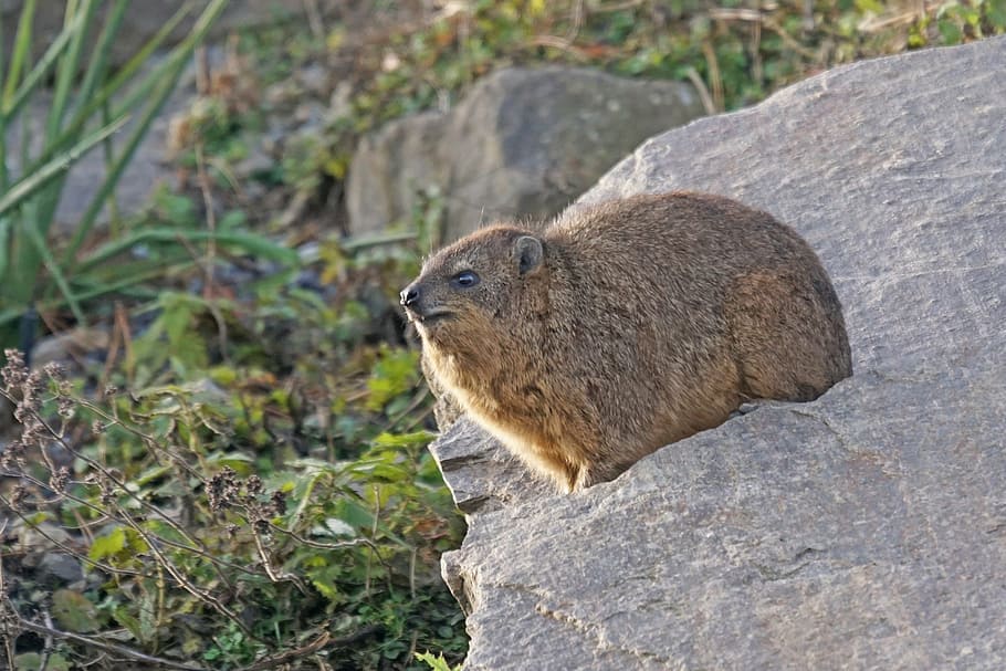 animals, hyraxes, clip badger, procavia capensis, one animal