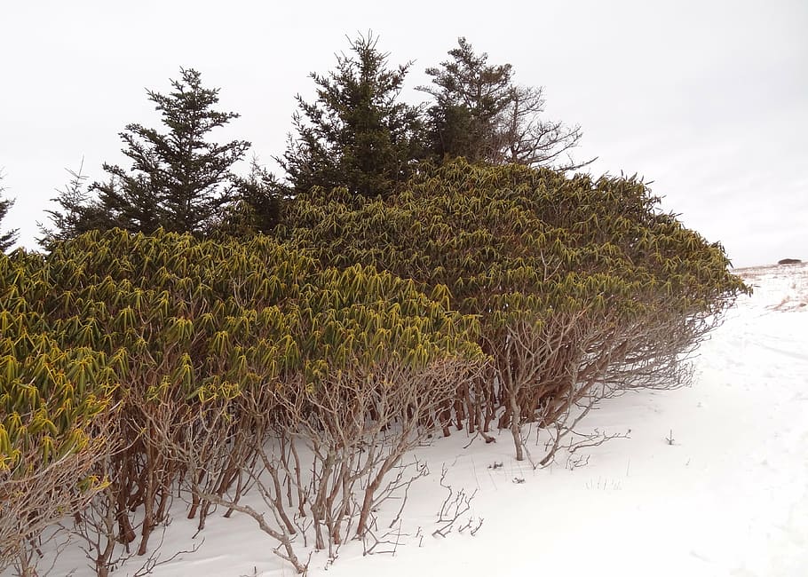 roan mountains, snow, pine, plant, tree, winter, cold temperature