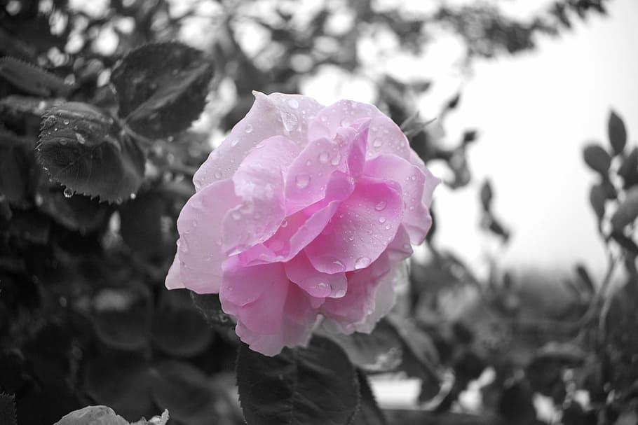 black and white, closeup, flower, pink, garden, roses, flowers, HD wallpaper