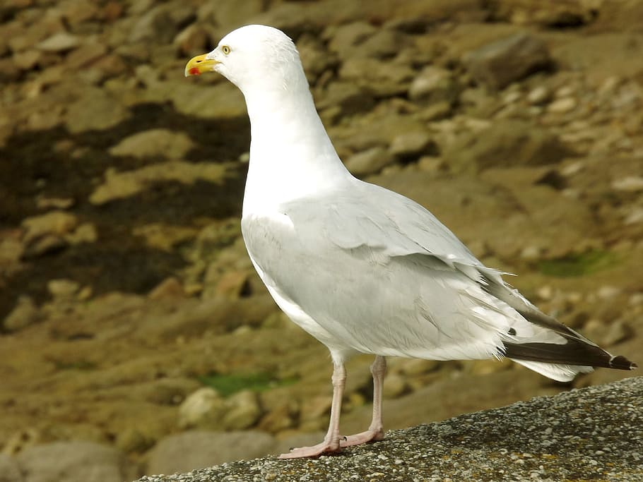 seagull, sand, bird, animal, feathers, ornithology, seabird HD wallpaper