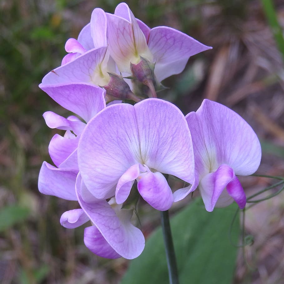 Pea, Fabaceae, Spring, Bloom, spring pea, lathyrus, flower HD wallpaper