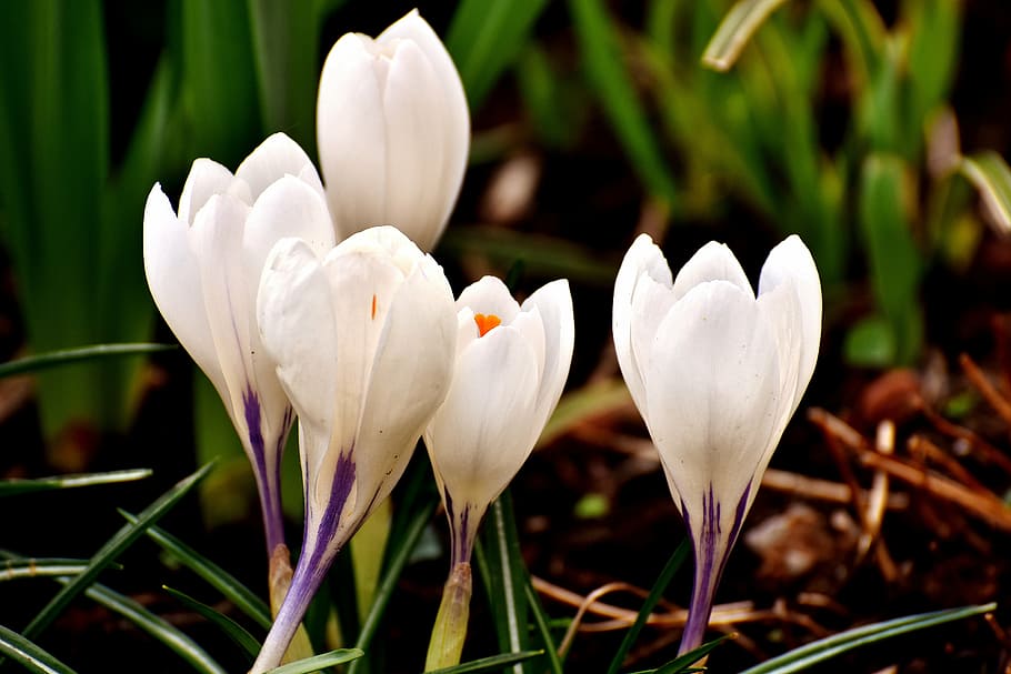 crocus, flower, white, blossom, bloom, spring, nature, spring flower HD wallpaper