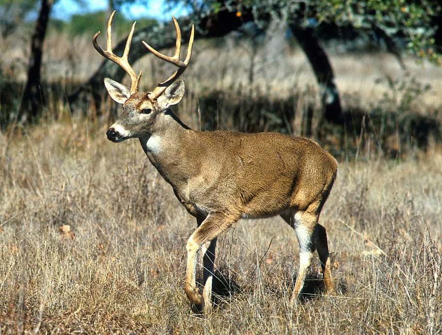 brown deer on the field at daytime, white-tailed, animal, nature