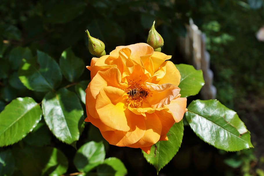 orange petaled flower, rose, rose bloom, bee, insect, honey bee HD wallpaper