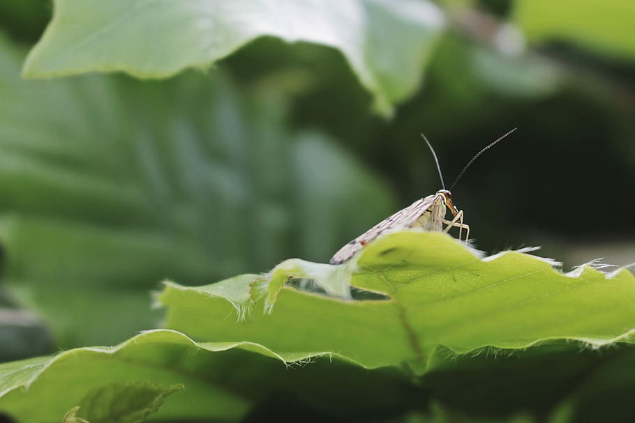 shallow focus photography ofo white insect on top of leaf, yellow and black moth on green leaf HD wallpaper