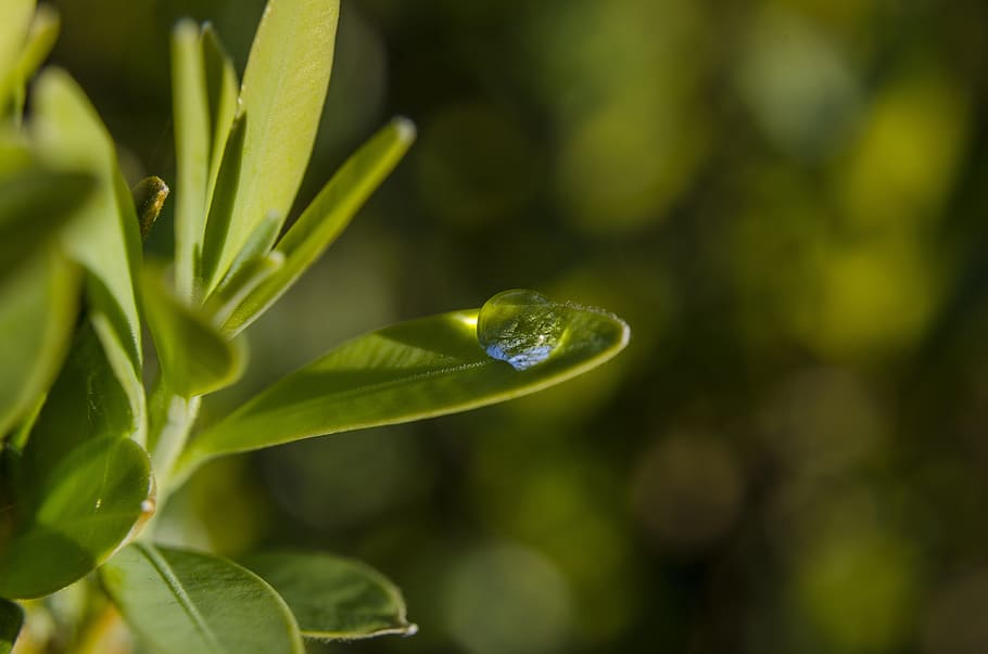leaf, plant, drop, green, green leaf, sheet plant, plant wildlife HD wallpaper
