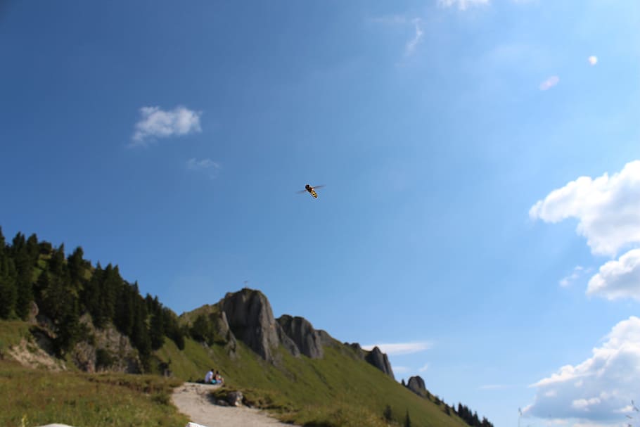 Nature, Insect, Summer, hoverfly, mountains, macro, close, animal HD wallpaper