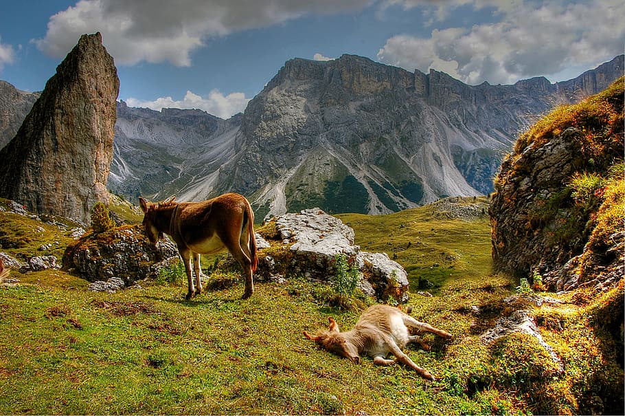 two brown horse on grass, Dolomites, Val Gardena, Nature, landscape, HD wallpaper