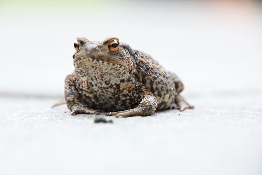 frog, path, amphibian, nature, pond, animal wildlife, one animal HD wallpaper