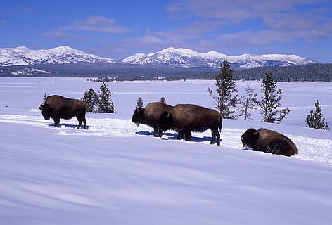 Bison, Buffalo, Herd, Snow, Winter, bison buffalo, yellowstone national park HD wallpaper