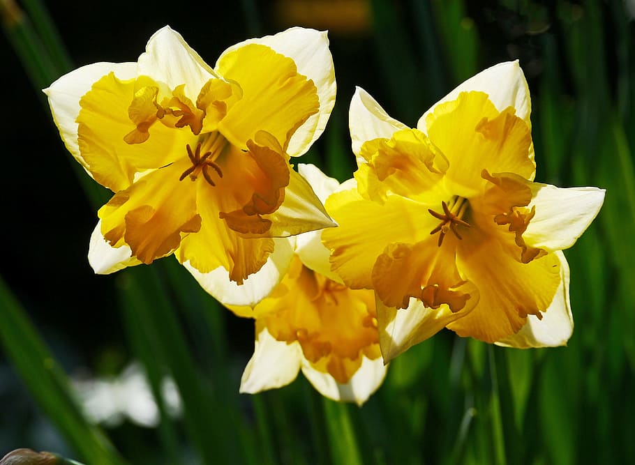 daffodils, osterglocken, filled, breeding, yellow, white, macro HD wallpaper