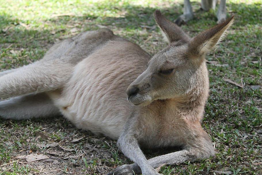 kangaroo, australia, animals, mammal, one animal, grass, animal wildlife HD wallpaper