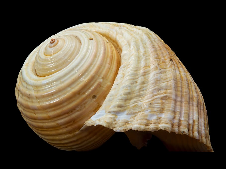 shell, snail shell, black background, studio shot, animal shell HD wallpaper
