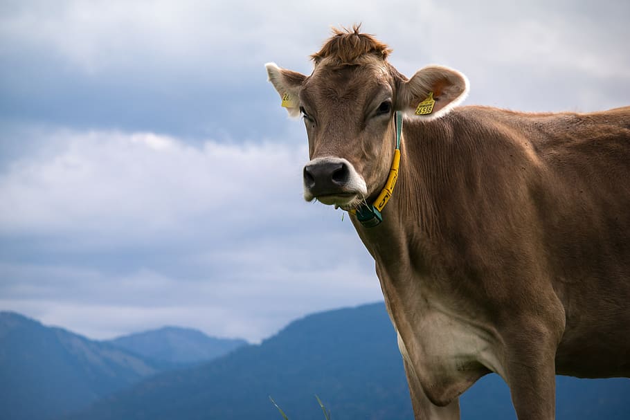 standing brown cow across mountains, alpine, sky, alm, allgäu HD wallpaper