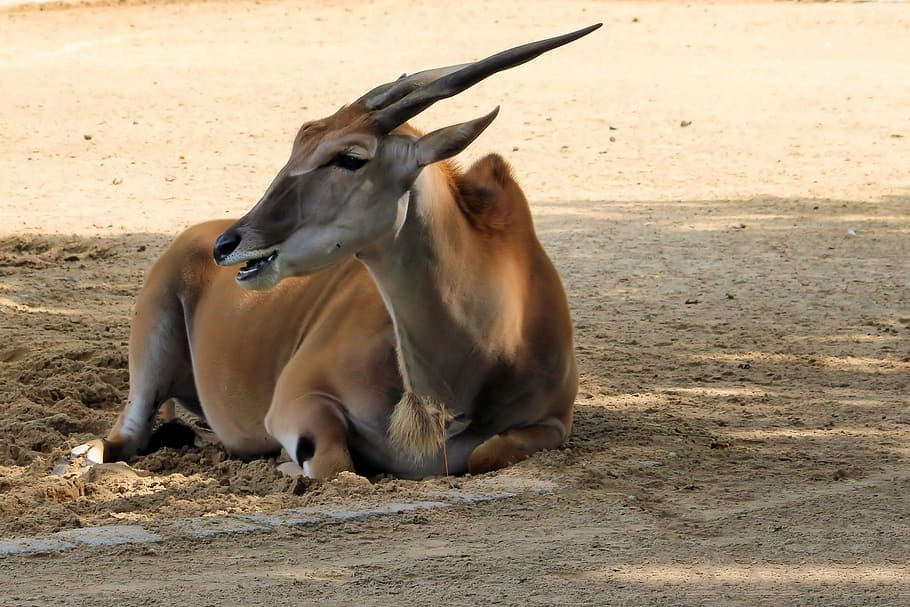 brown gazelle lying on ground, antelope, animal, wild animal, HD wallpaper