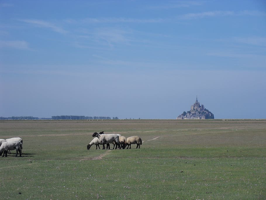 st michael's mount, mont-saint-michel, sheep, field with sheep, HD wallpaper