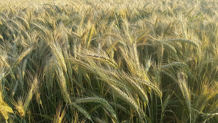 green grains, corn, summer, harvest, field, nature, agriculture HD wallpaper