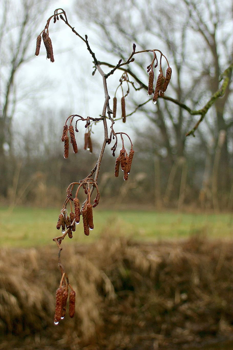 Hazelnut, Seeds, Shoots, bud, drop of water, drip, moist, bush HD wallpaper