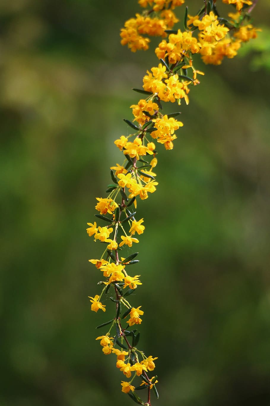 Berberis, Yellow, Flower, Shrub, Spring, yellow flower, garden HD wallpaper