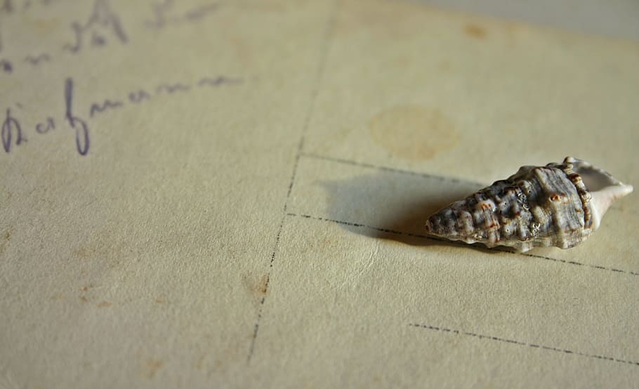 brown seashell, memory, postcard, old, map, greetings, greeting card HD wallpaper