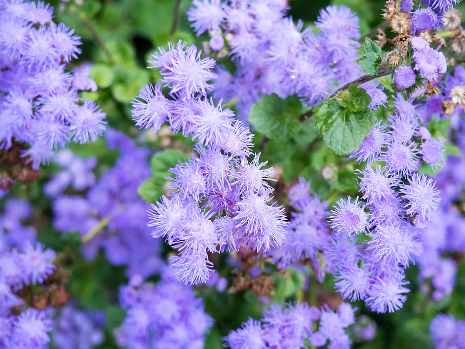Purple Flowers in Garden, blur, focus, green, leaves, pink, Macro HD wallpaper