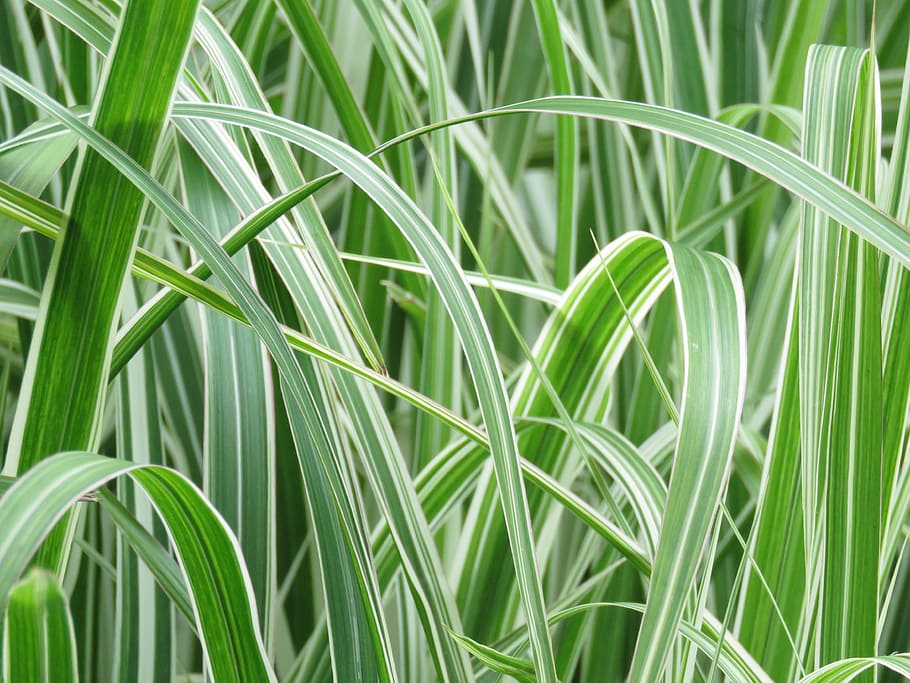 leaf, green, plants, nature, backgrounds, green Color, growth HD wallpaper