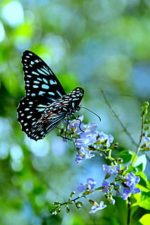 black and blue butterfly perched on blue petaled flower in closeup photography HD wallpaper