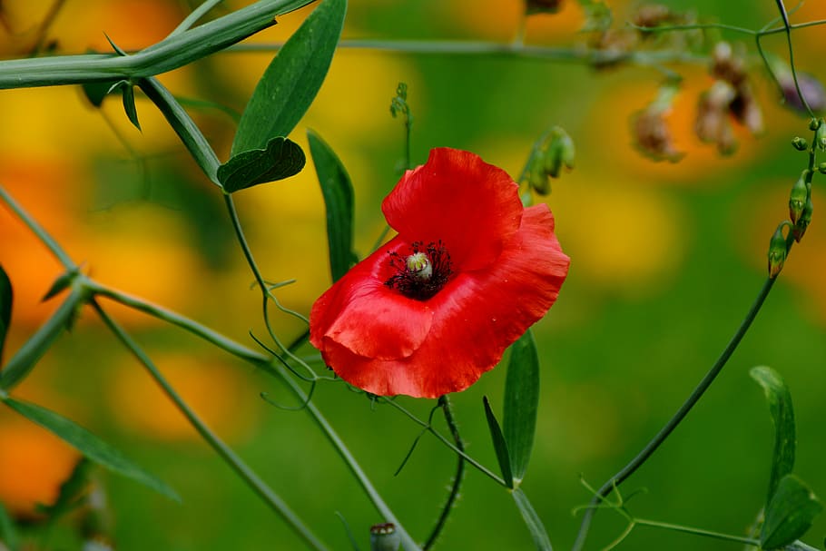 red poppy flower in closeup photo, Garden, Gardening, gardening poppy, HD wallpaper