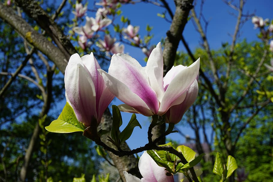 Flowers, Spring, Flowering Trees, petal, fragility, nature HD wallpaper