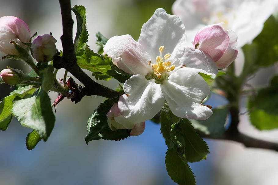 apple blossom, bloom, flowers, spring, lenz, one, the four seasons HD wallpaper