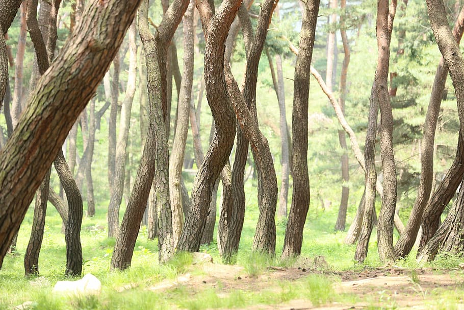 Pine, Racing, Grave, Tomb, samreung, pine grove, wood, park HD wallpaper