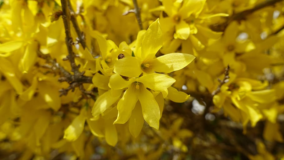 Spring, Flower, Nature, Plant, summer, bloom, garden, close HD wallpaper