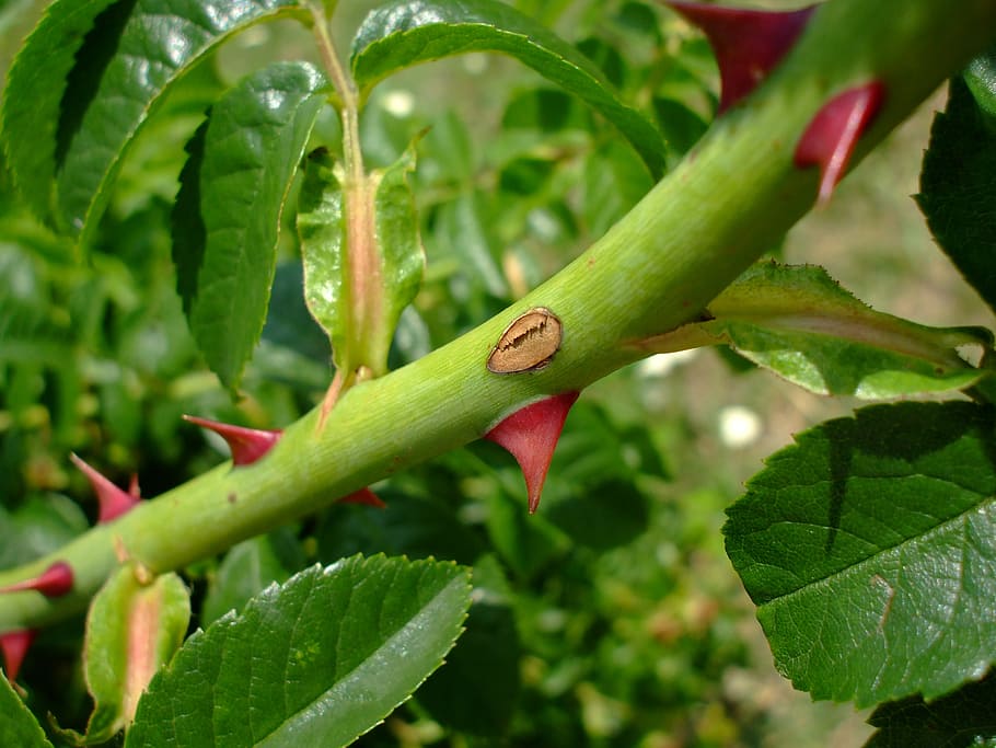 thorns, spikes, plant, plant part, leaf, green color, growth HD wallpaper