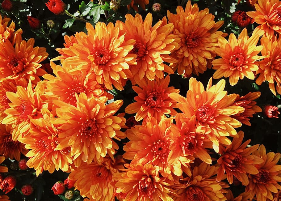 mums, flowers, fall, autumn, blossom, flowering plant, petal HD wallpaper