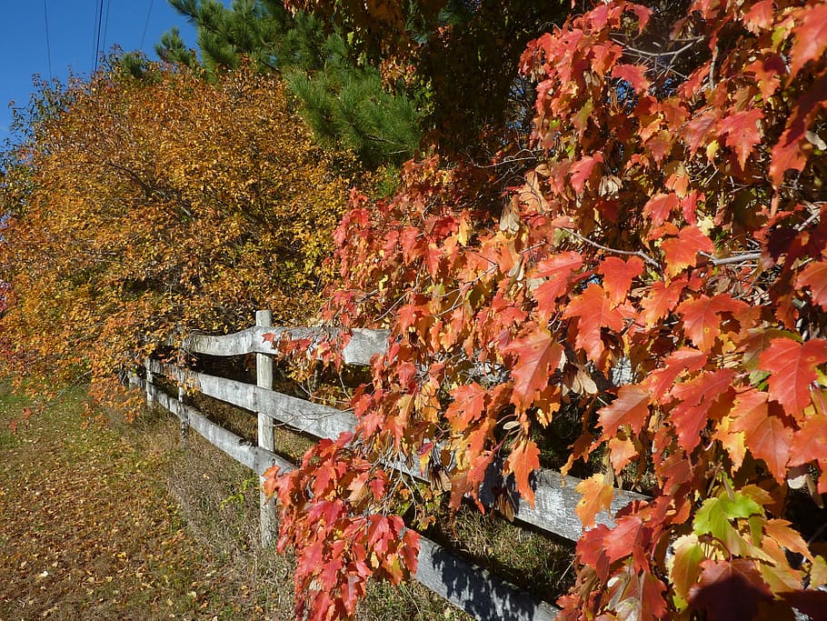 fall, autumn, orange, nature, yellow, forest, leaves, season HD wallpaper