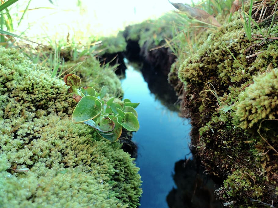 Stream, Alpine, Mossy, Macro, Nature, landscape, water, river HD wallpaper