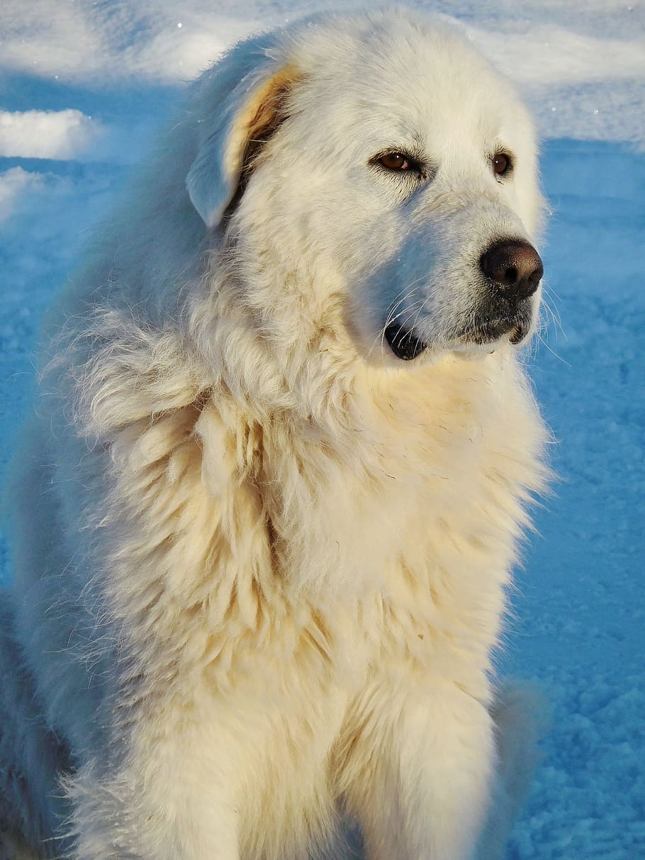 great, pyrenees, white, glance, look, dog, canine, winter, purebred HD wallpaper