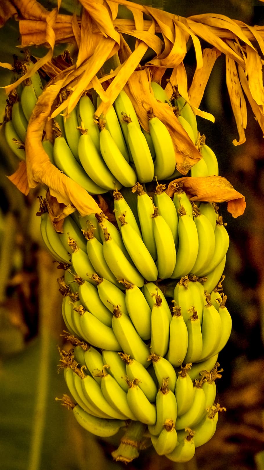 Bananas, Indian, Fruit, Fresh, hindustani, food and drink, bunch HD wallpaper