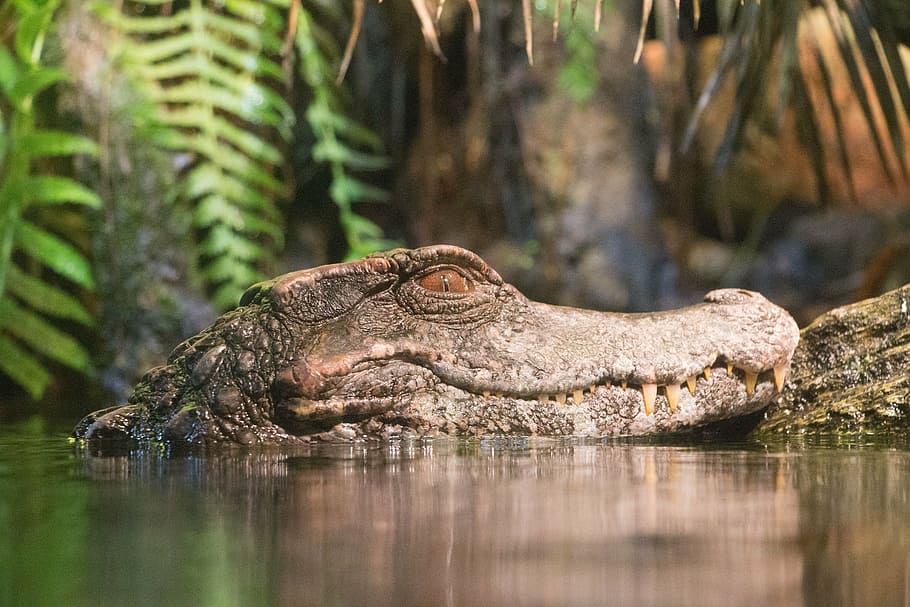 Swamp alligator Live Alligator