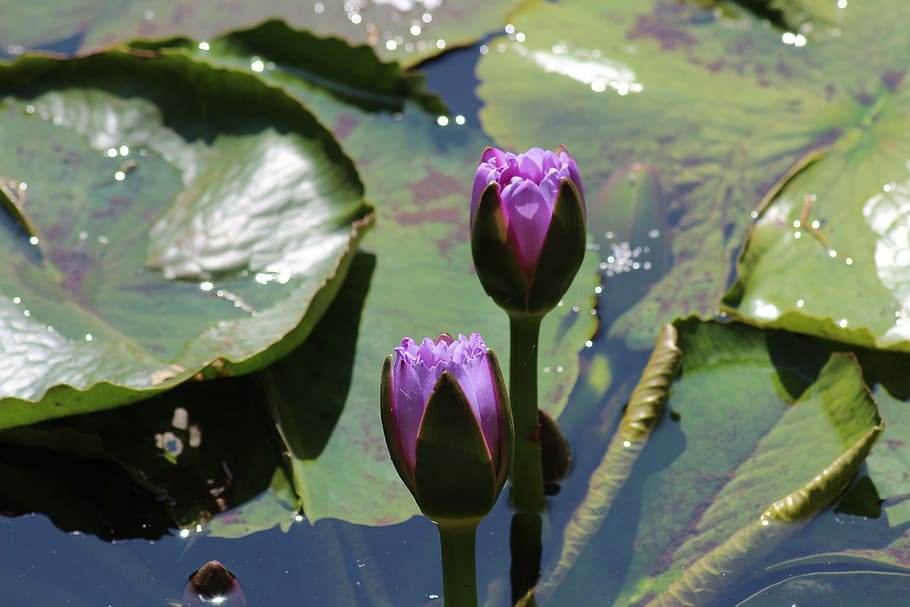 flower, leaf, flora, nature, pool, garden, lotus, water, summer HD wallpaper