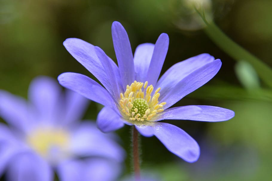 flowers, spring, bokeh, cut out, purple, plant, close, nature HD wallpaper