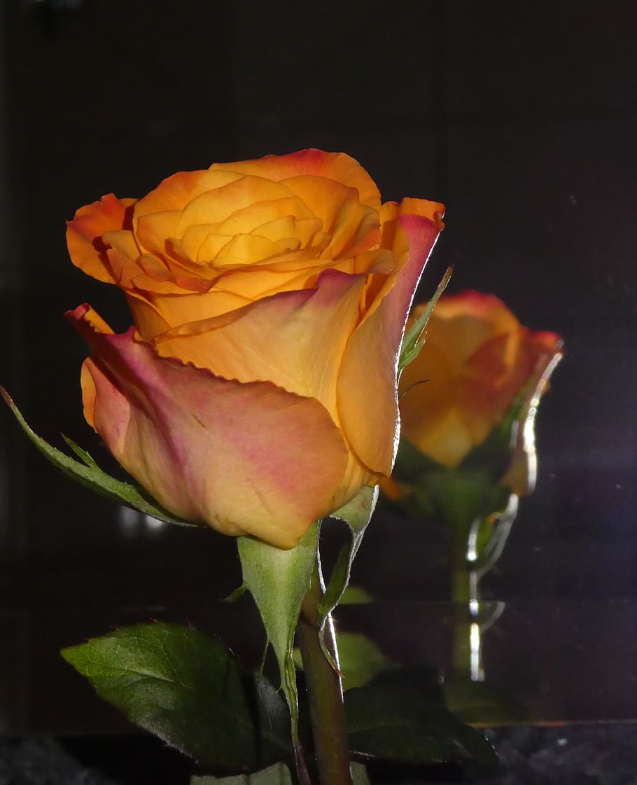 rose, mirroring, yellow, orange, flowering plant, vulnerability HD wallpaper