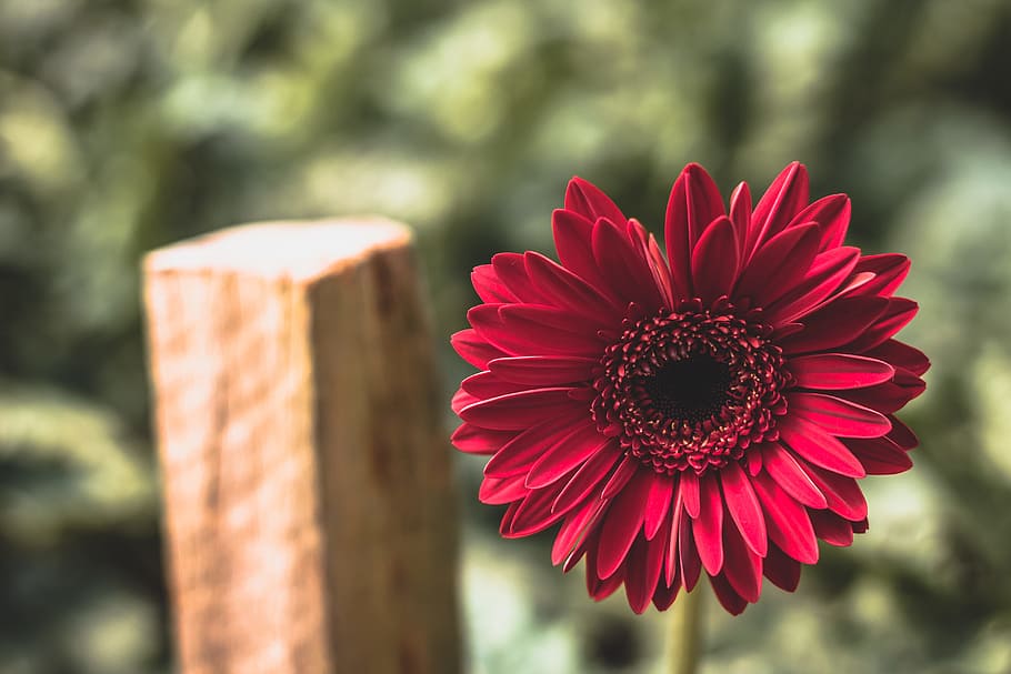 petals, blur, flower, bloom, blooming, blossom, close-up, delicate HD wallpaper