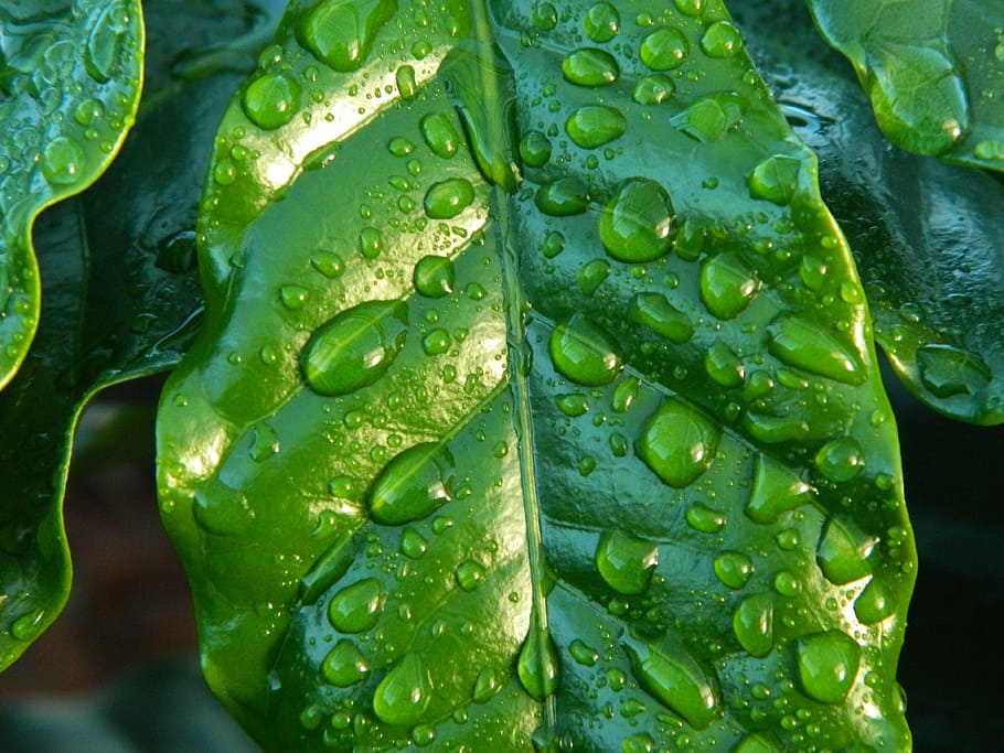 water drops on green leaf, rain, coffee, wet sheet, coffee sheet HD wallpaper