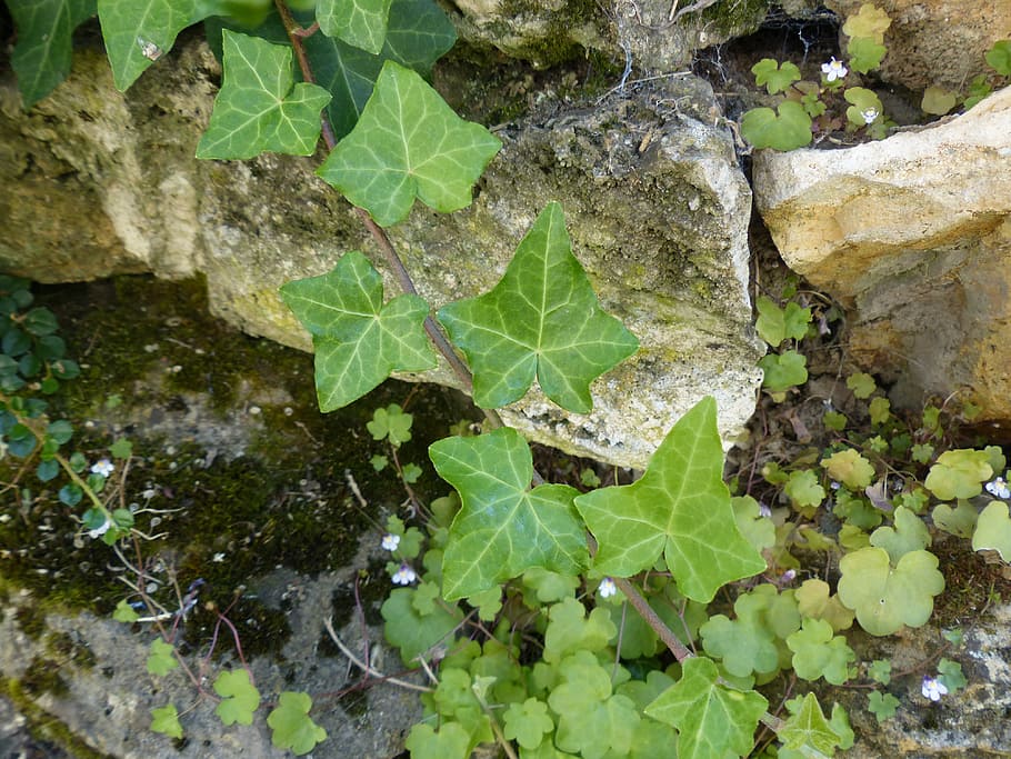 Leaf, Common Ivy, efeuranke, green, hedera helix, climber, eppich HD wallpaper