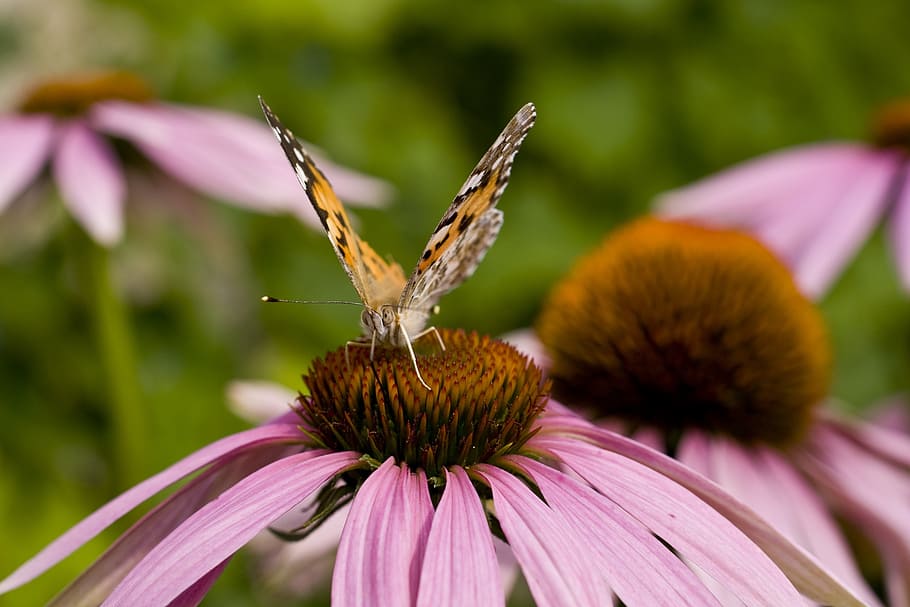 butterfly, echinacea, sun hat, macro, nature, spring, flower HD wallpaper