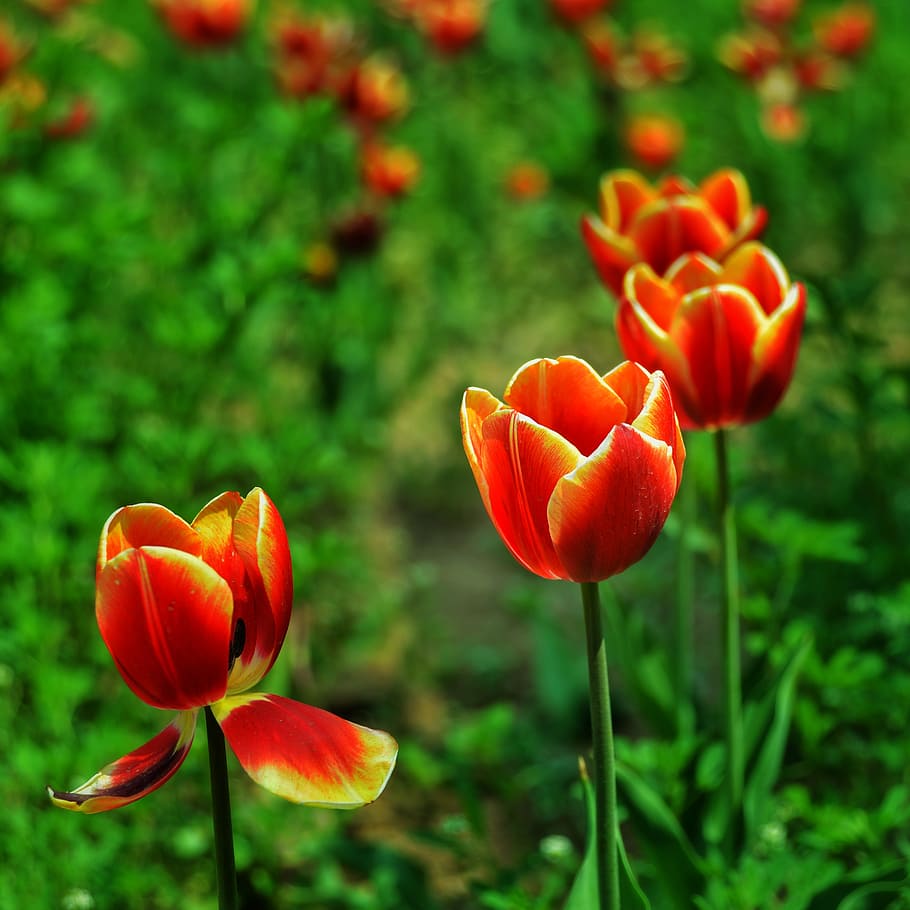 red, tulip, discourse, flowering plant, freshness, beauty in nature HD wallpaper
